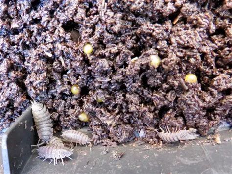 Cloportes, mille-pattes et collemboles dans le compost