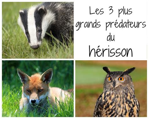 Oiseaux et hérisson, prédateurs des vers blancs