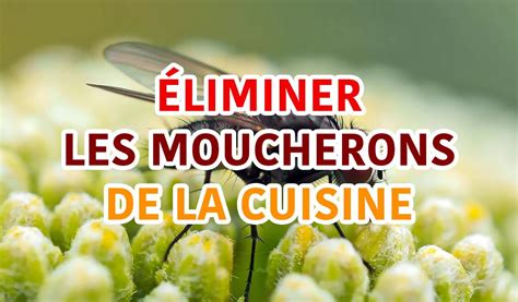 Composteur avec des moucherons