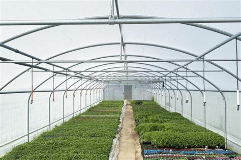 Exemple d'aménagement intérieur d'une serre tunnel