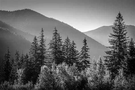 Une image en noir et blanc montrant un contraste élevé entre un légume et son environnement