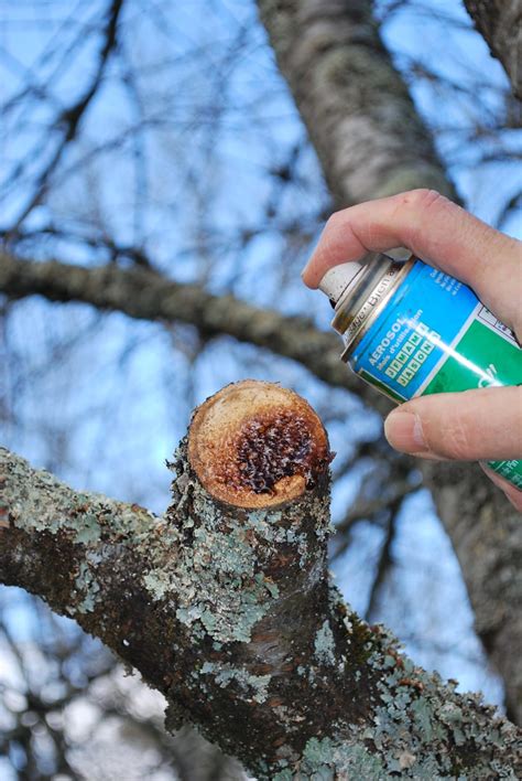 Produits cicatrisants pour arbres
