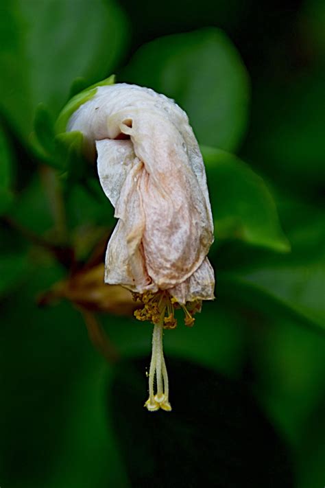 Hibiscus fané après le gel