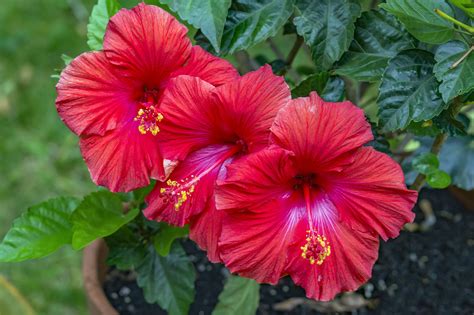 Différents usages de l'hibiscus dans un jardin