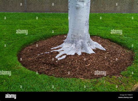 Application de paillis à la base d'un arbre
