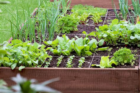 Comparaison entre potager en rangs et potager en carrés surélevé