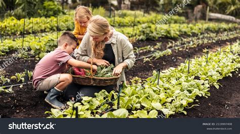 Famille récoltant des légumes dans un mini potager