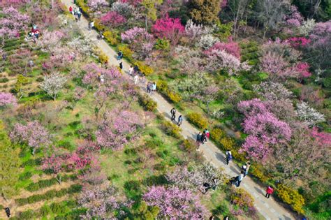 Un panorama du village de Seomjin, avec des collines couvertes de pruniers en fleurs roses et blanches.