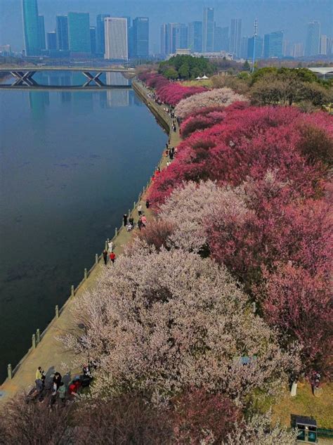 Des fleurs de prunier le long des rives du lac Bomun à Gyeongju, avec des pagodes en arrière-plan.