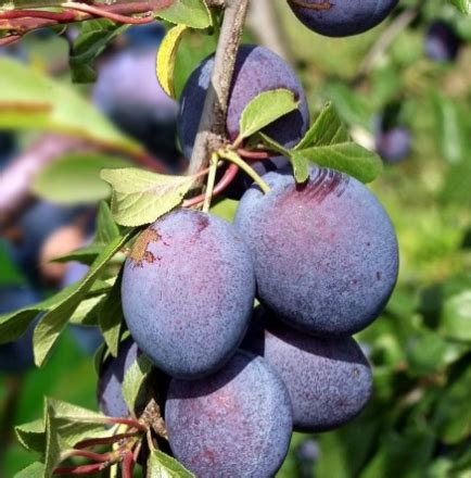 Gros plan sur des prunes Reine Claude Violette sur une branche