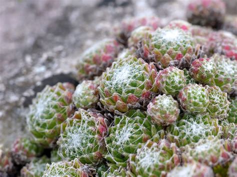 Gros plan sur une rosette de Sempervivum arachnoideum avec ses fils blancs
