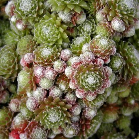 Hampes florales roses de Sempervivum arachnoideum en pleine floraison