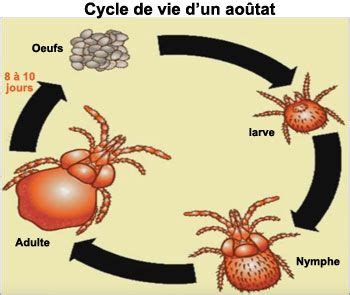 Schéma illustrant le cycle de vie de l'aoûtat dans le jardin