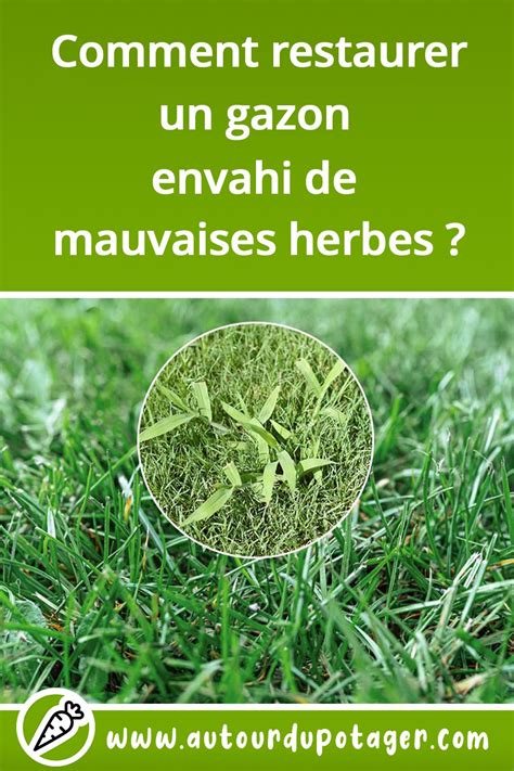 Illustration d'un gazon envahi par différentes mauvaises herbes