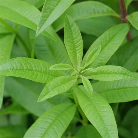 Verveine citronnelle en pleine croissance