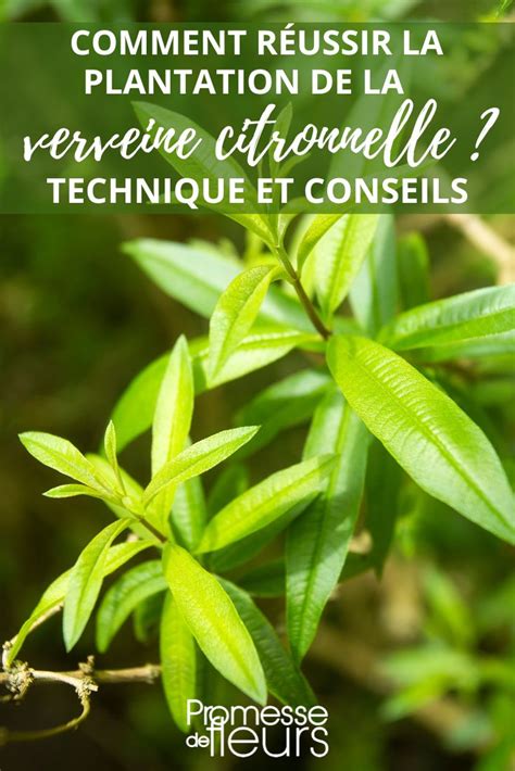 Schéma de plantation de la verveine citronnelle
