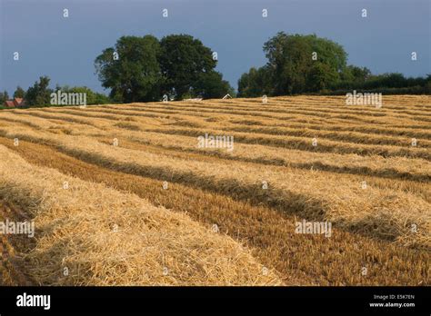 Champ de céréales avec andains de paille