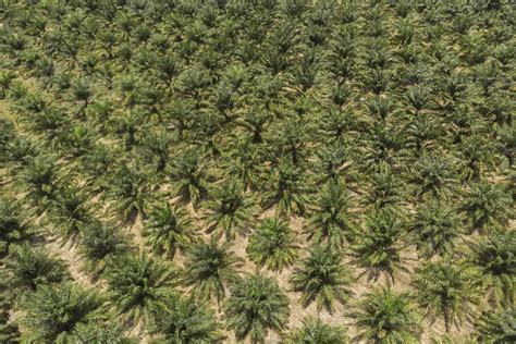 Vue aérienne de La Plantation avec la mer en arrière-plan