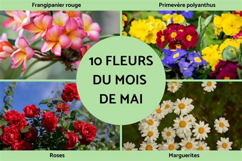 fleurs de saison mai