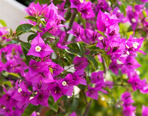 Bougainvillier en pleine floraison