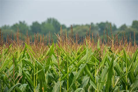Champ de maïs génétiquement modifié aux États-Unis
