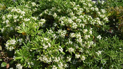 Pittosporum en fleurs