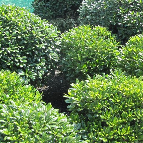 Pittosporum tobira 