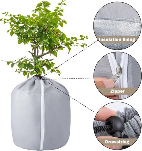 Protection hivernale d'un Pittosporum en pot