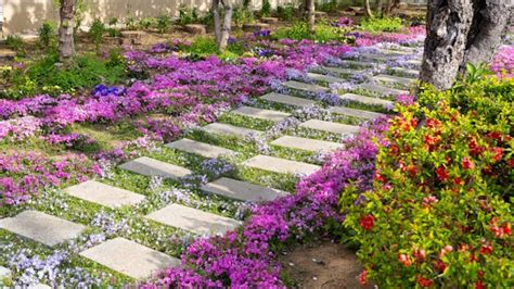 Plantes couvre-sol entre des pas japonais