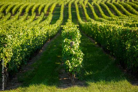 Vignoble avec rangs de vigne