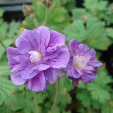 Geranium himalayense 'Birch Double' fleurs