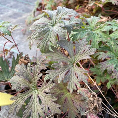 feuillage de Geranium himalayense
