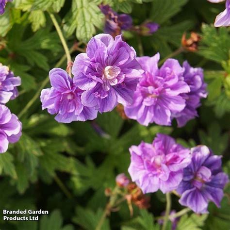 couvre-sol de Geranium 'Birch Double'