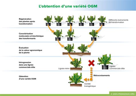 Représentation schématique de la création d'une nouvelle variété végétale