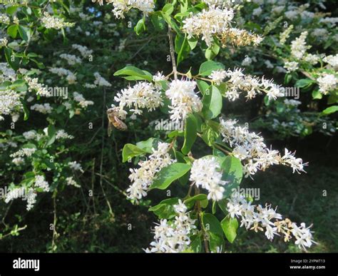 Bonsaï Ligustrum sinense en pleine floraison