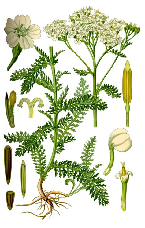 Illustration comparative Achillée millefeuille et Prêle