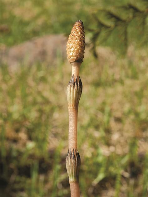 Rhizomes de Prêle dans le sol