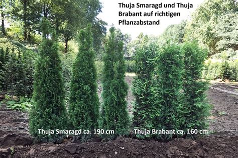 Illustrations des variétés 'Smaragd', 'Brabant' et 'Thuja plicata'