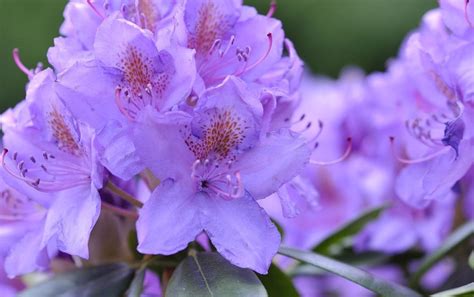 Diversité des couleurs et formes de fleurs de rhododendron
