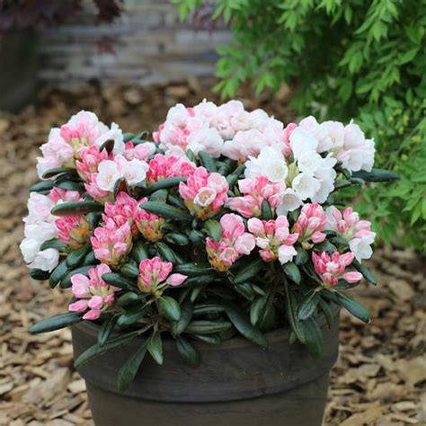 Rhododendron nain en pot et massif