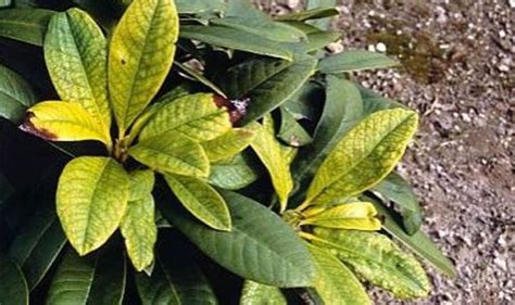Feuilles de rhododendron atteintes de chlorose