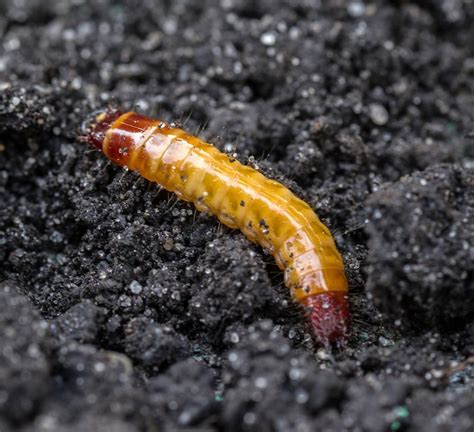 Larve de taupin se nourrissant d'une racine