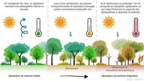 Graphique montrant l'influence de la température sur l'activité des insectes