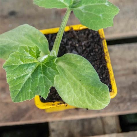 Jeunes plants de courgettes en godets prêts à être transplantés