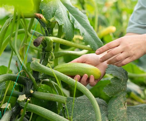Main récoltant une courgette du plant