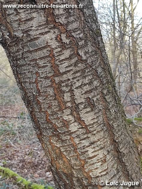 Écorce de merisier avec ses lanières horizontales caractéristiques