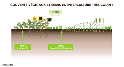 Schéma illustrant la complémentarité des espèces dans un mélange de semences (tuteur, productivité, énergie, protéines)