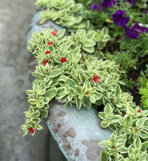 Aptenia cordifolia en pleine floraison sur une rocaille