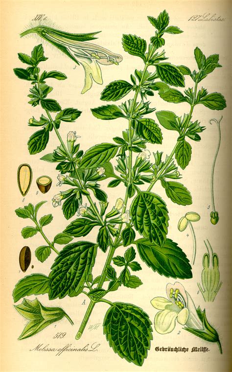 Illustration botanique de la Mélisse (Melissa officinalis) avec ses feuilles, fleurs et racines