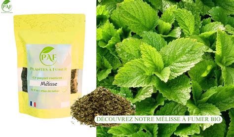 Photo d'une personne dégustant une tisane de mélisse dans un cadre relaxant